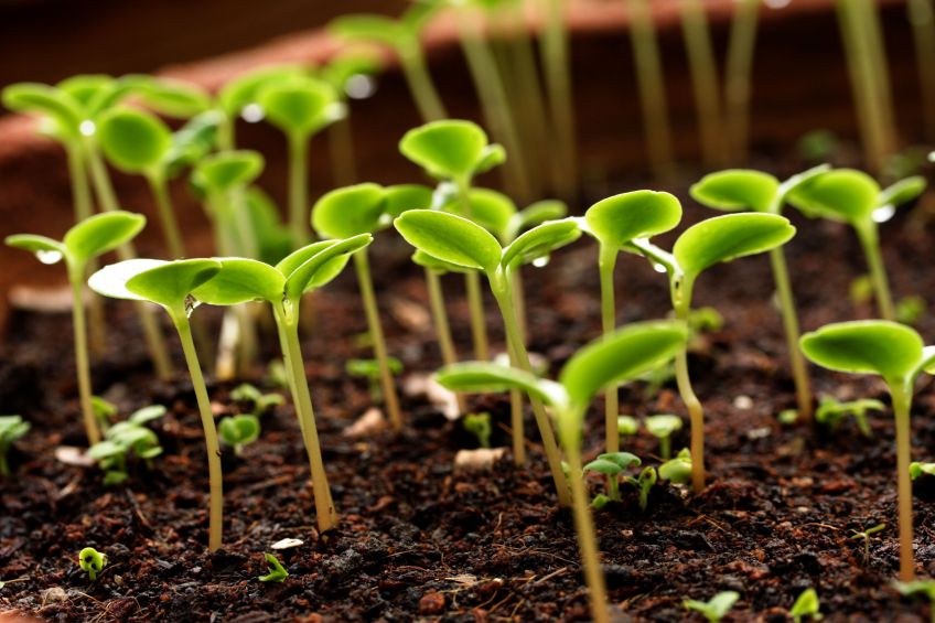 growing seedlings