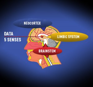 Diagram of brain