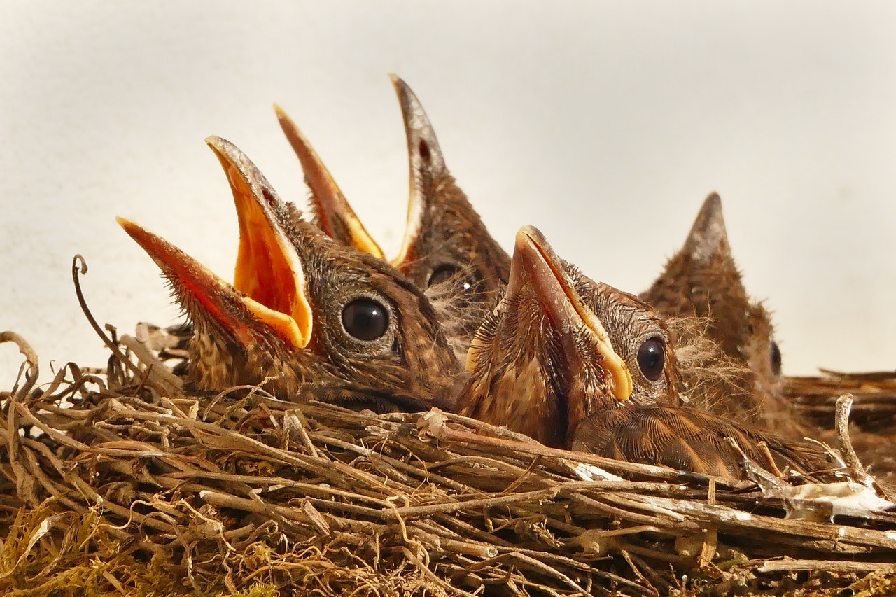 safety as birds nesting