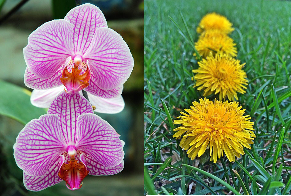 dandelion and orchid