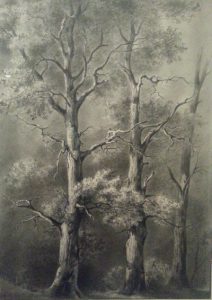 three trees in a wood de boissieu